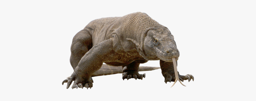 Komodo Png, Transparent Clipart