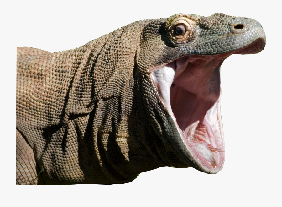 Clip Art Drag N De Komodo - Komodo Dragon Gif , Free Transparent