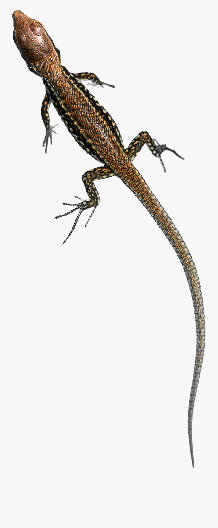 Small Lizard Png, Transparent Clipart