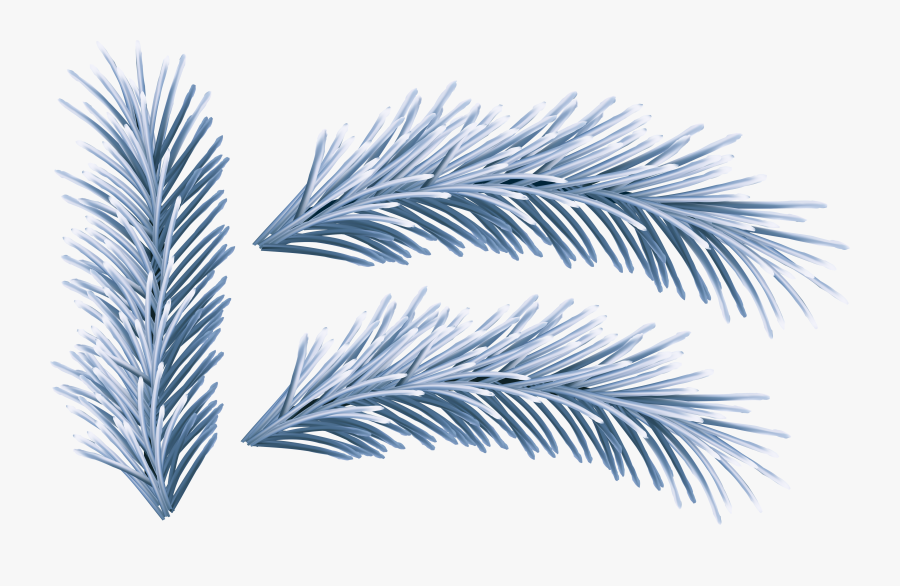 Pattern Clipart Winter - Attalea Speciosa, Transparent Clipart