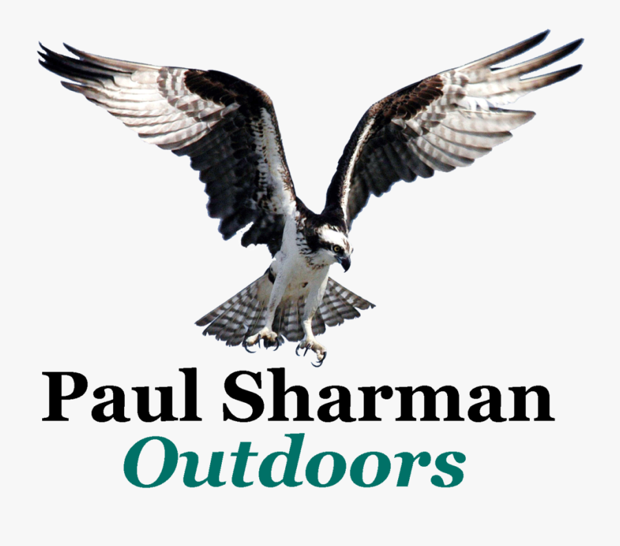 Snook Clipart, Transparent Clipart