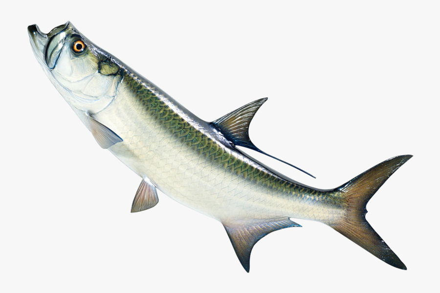 Tarpon Fish Png, Transparent Clipart