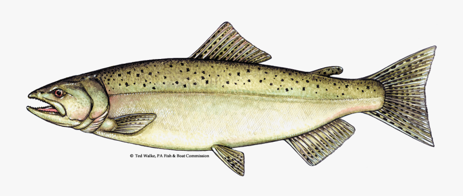Picture Transparent Library Salmon Transparent Chinook - Chinook Salmon, Transparent Clipart