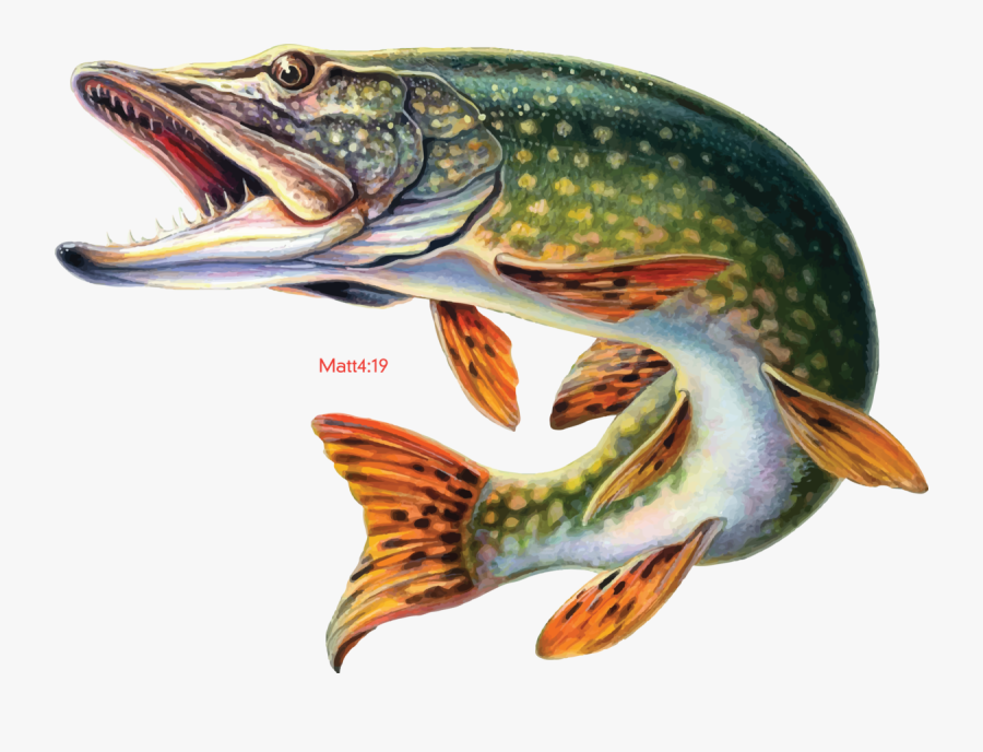 Transparent Pike Png - Fishing Hd , Free Transparent Clipart - ClipartKey