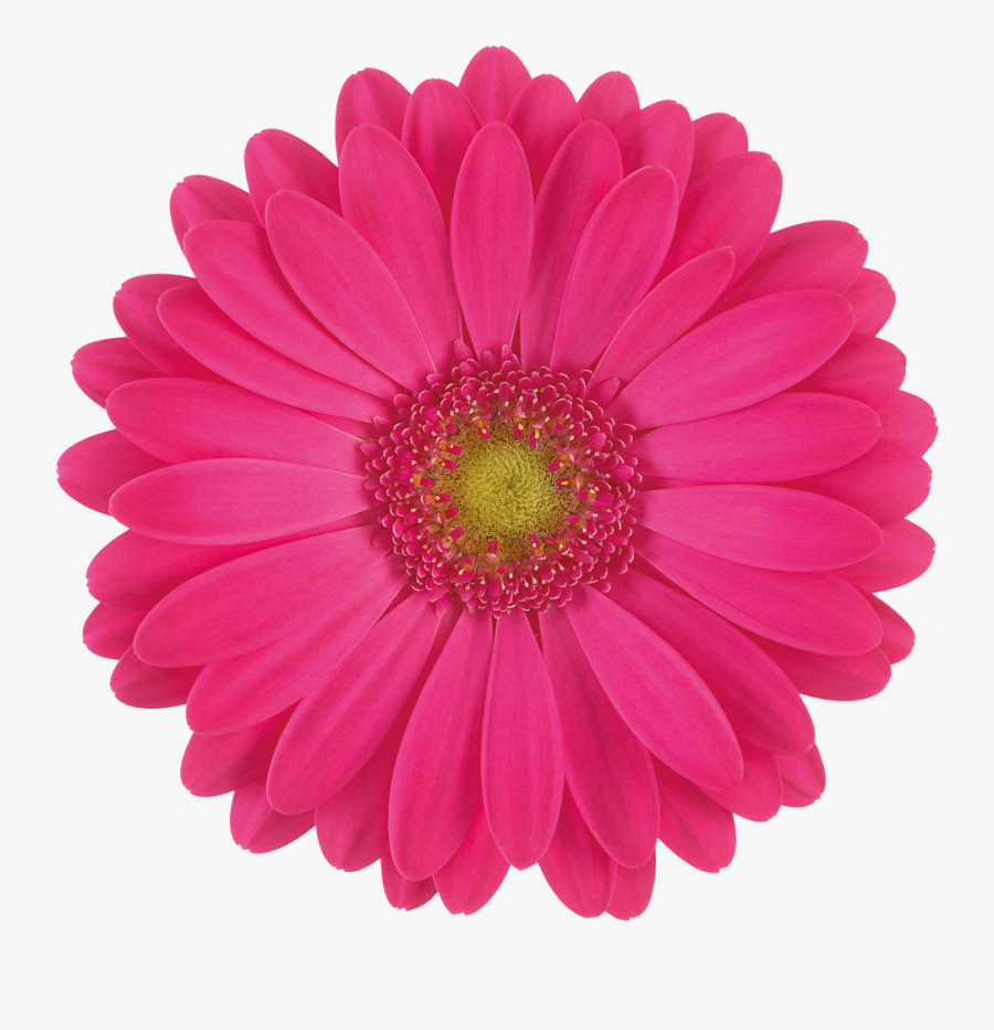Pink Gerbera Daisy Flower, Transparent Clipart