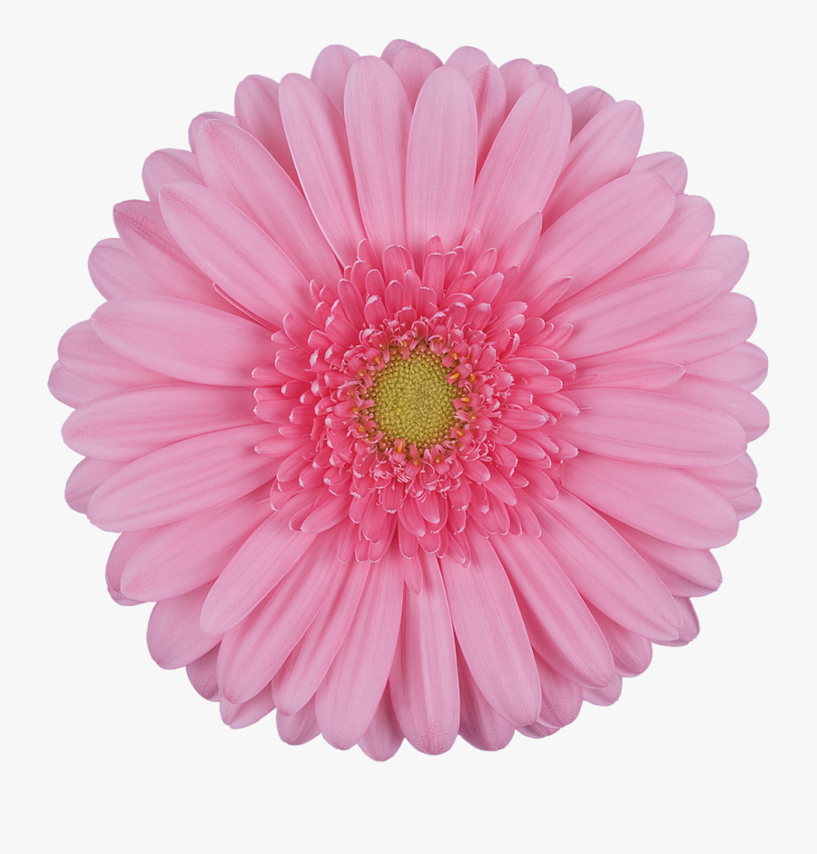 Daisy Gerbera Flowers Png, Transparent Clipart