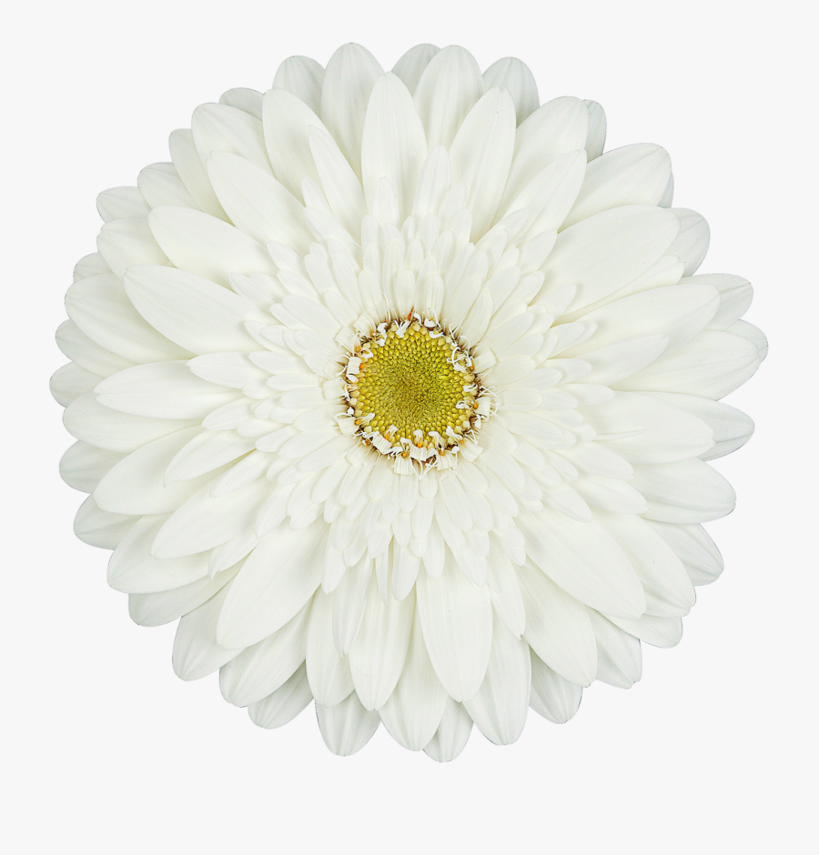 White Gerbera Daisy Png , Free Transparent Clipart - ClipartKey