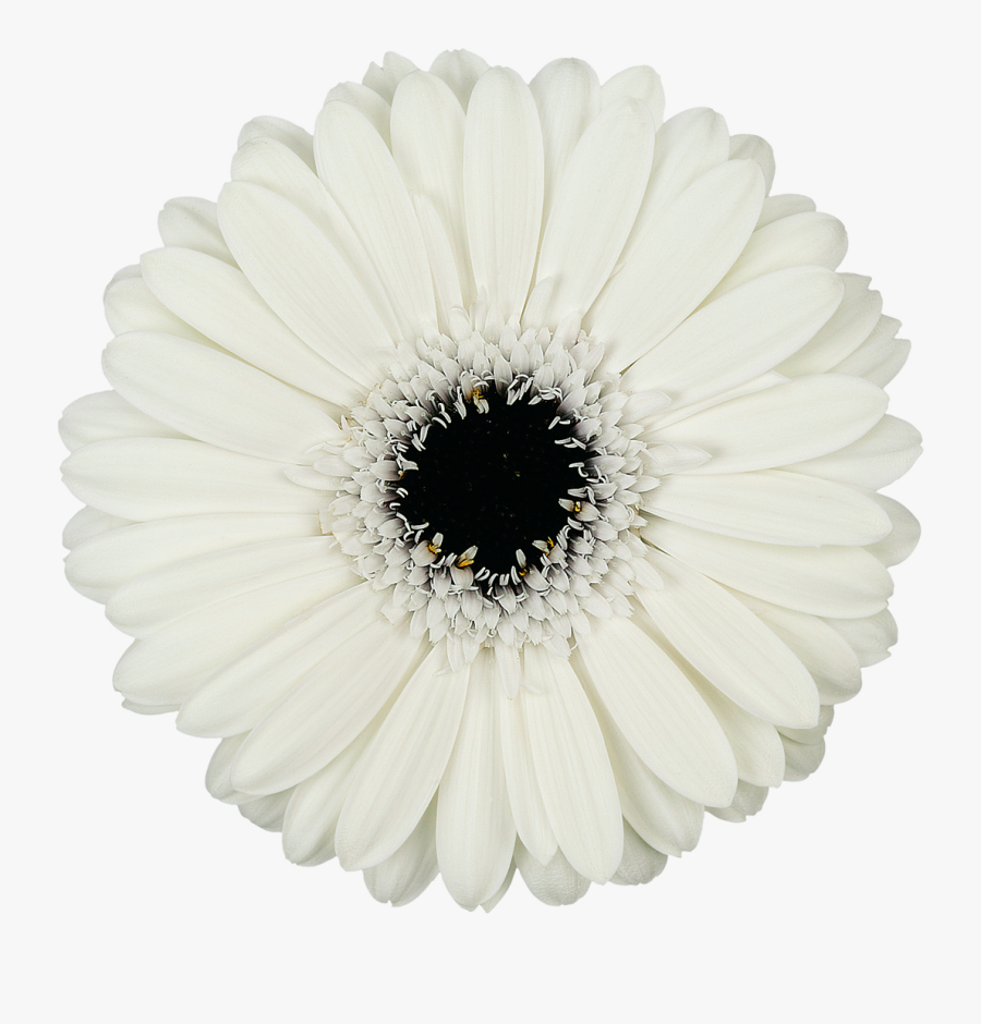 White Gerbera Daisy Png, Transparent Clipart
