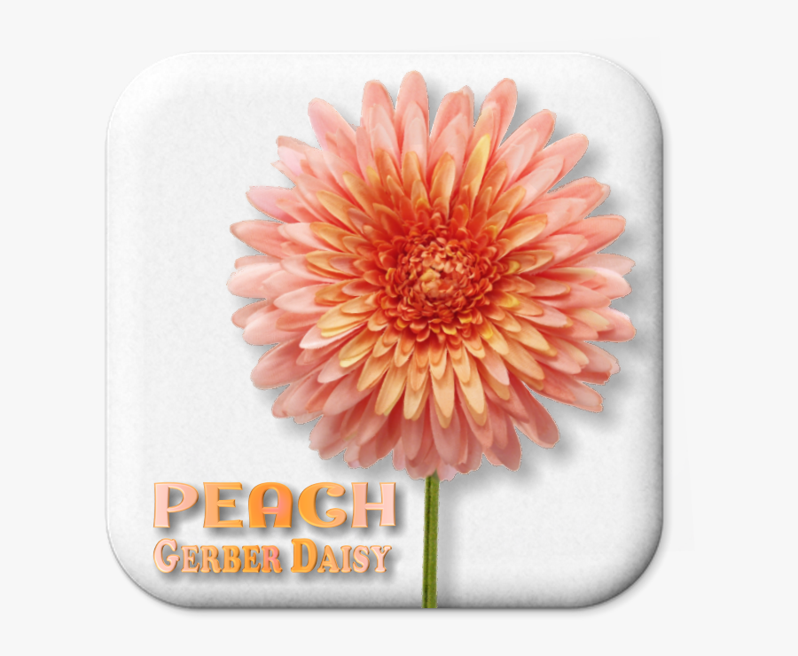 Zinnia, Transparent Clipart