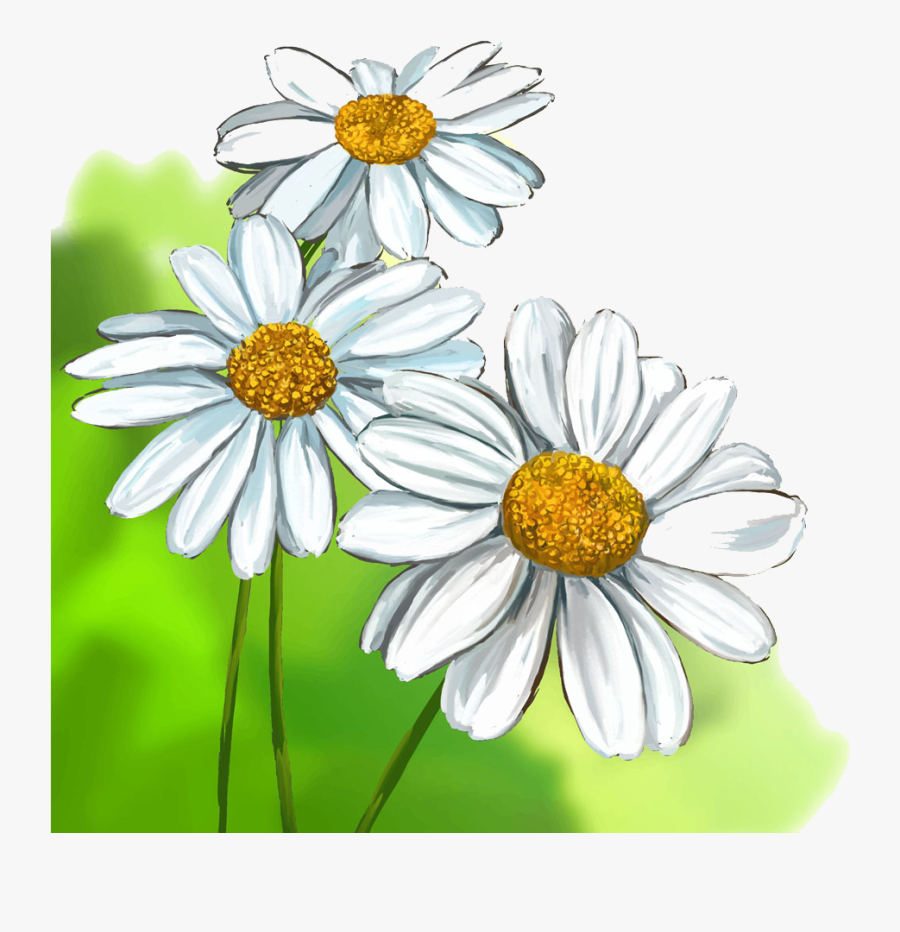 White Daisy Drawing - Realistic Daisy Flower Drawing, Transparent Clipart