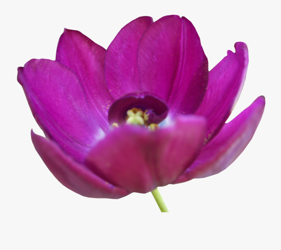 Tulip Flower Free Png Transparent Images Free Download - Tulip, Transparent Clipart