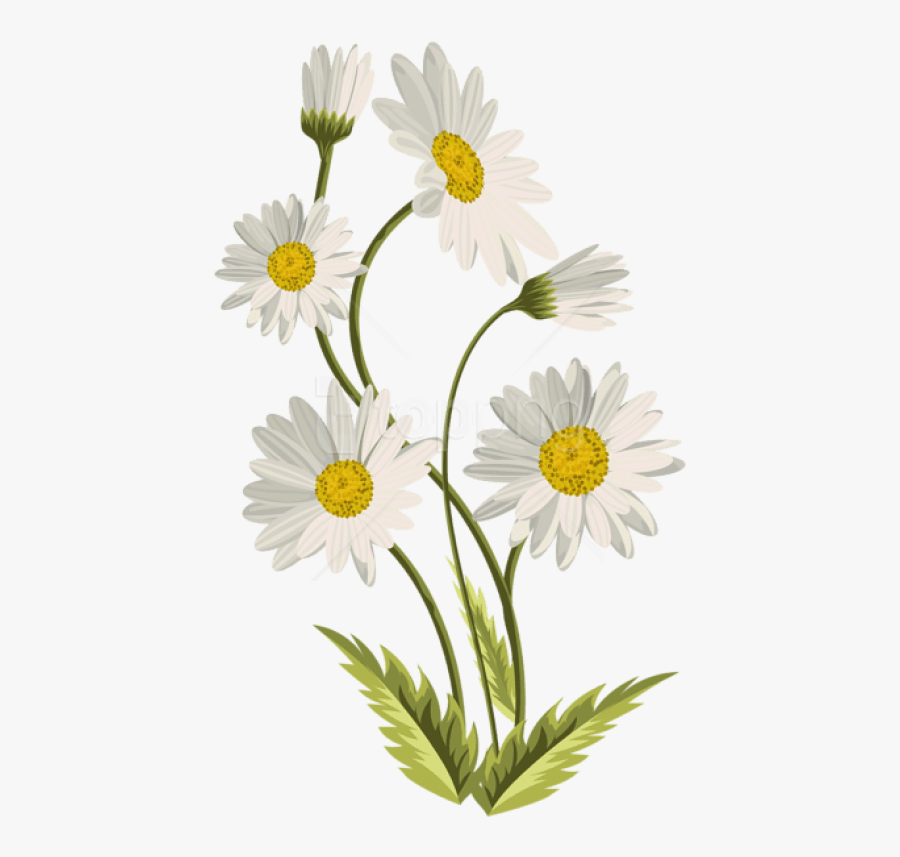 Transparent Background Daisy Flower Png, Transparent Clipart