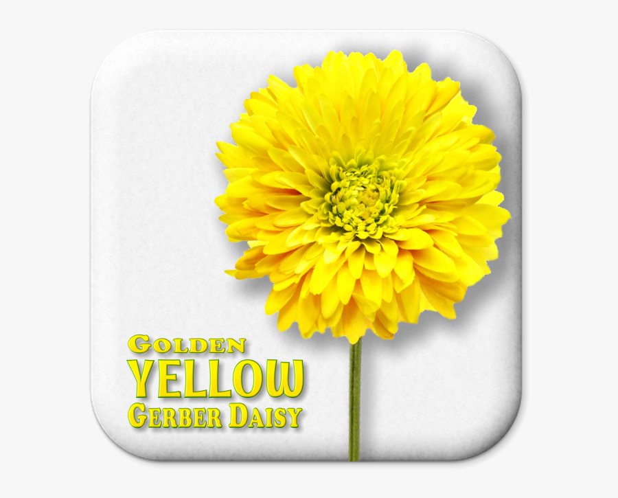 English Marigold, Transparent Clipart