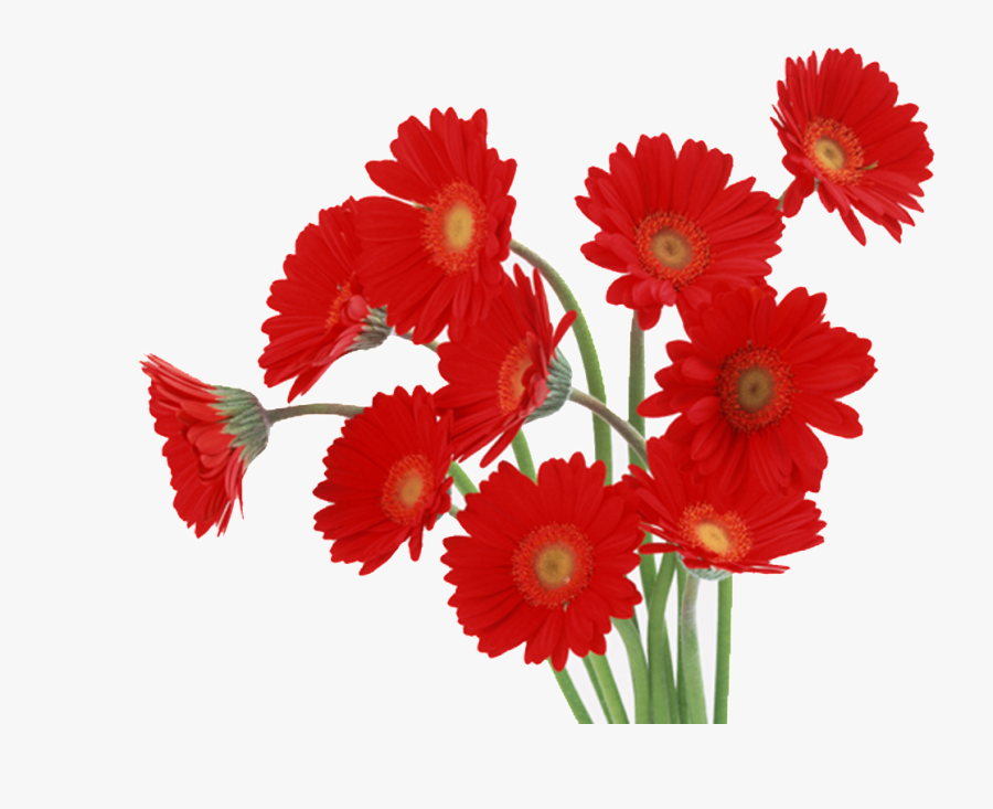 Red Daisy Png - Red Gerbera, Transparent Clipart