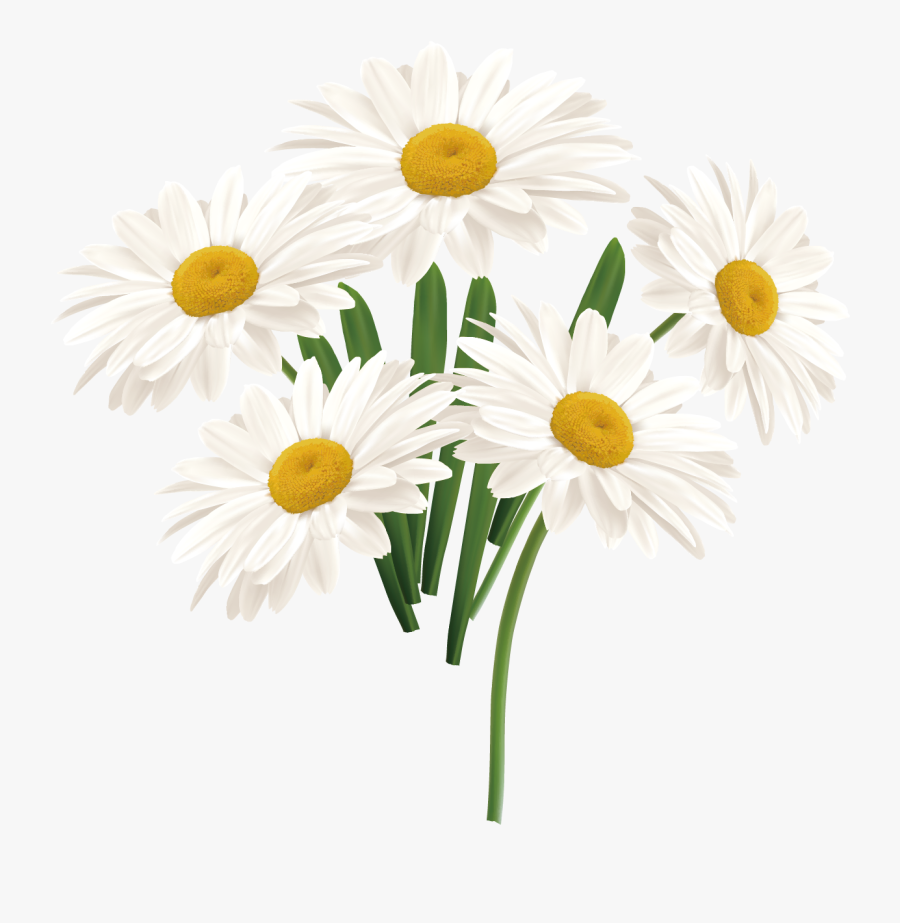 Flower Common Daisy - Flash Guide Numbers, Transparent Clipart
