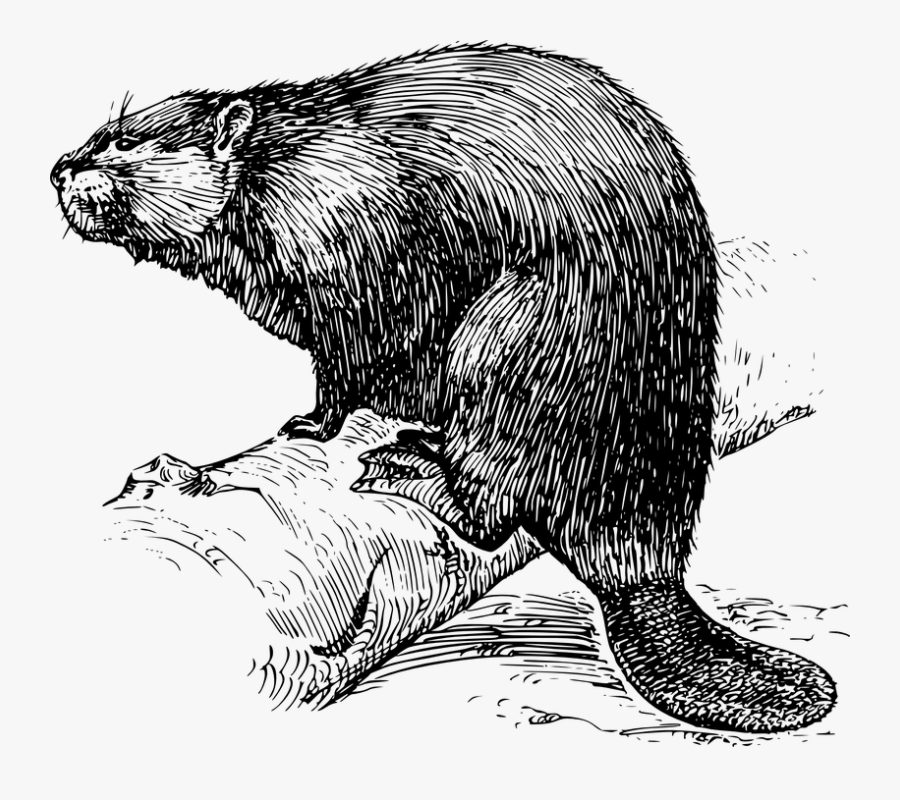 Beaver, Animal, Mammal, Biology, Zoology - Black And White Beaver, Transparent Clipart