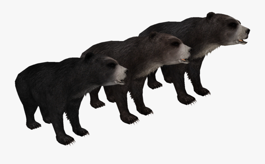 Tremarctos Floridanus, Transparent Clipart