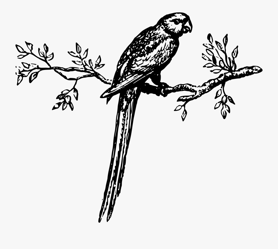 Branch Drawing Parrot - Macaw, Transparent Clipart