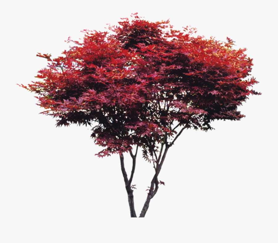 Trees, Tree Trees Creative, Tree, Taobao Maple Clipart, Transparent Clipart