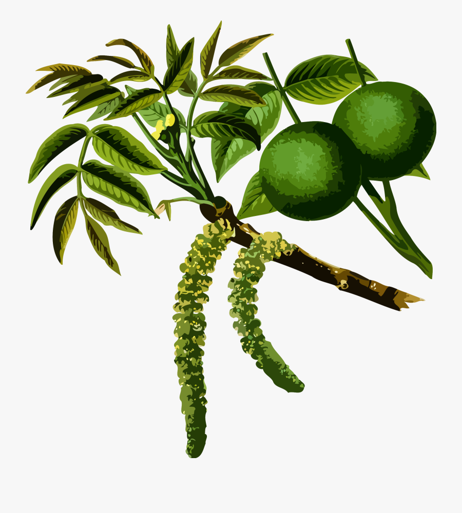Trees Used In Medicine Clipart , Png Download - Juglans Regia Drawing, Transparent Clipart