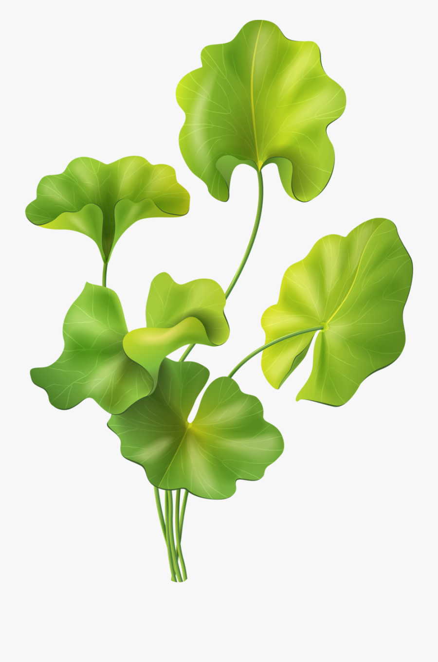 Leaf, Transparent Clipart