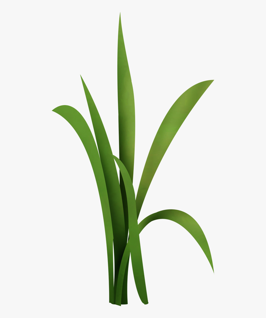 Grass, Transparent Clipart