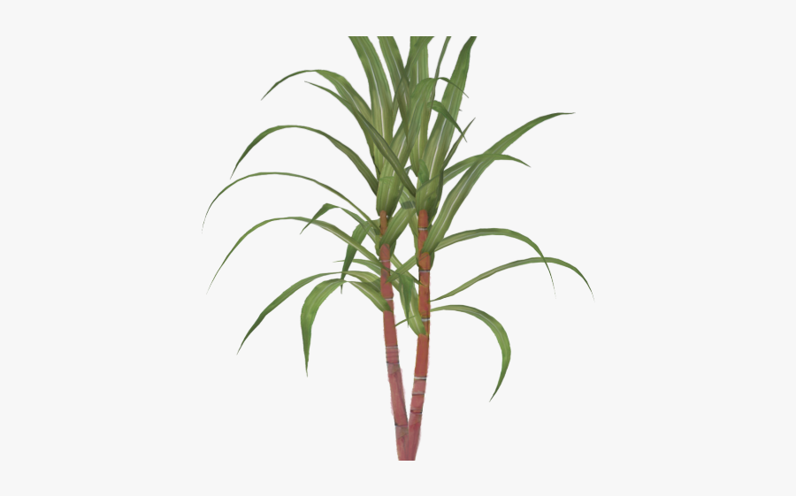 Trees Clipart Sugarcane - Sugar Cane Clipart, Transparent Clipart