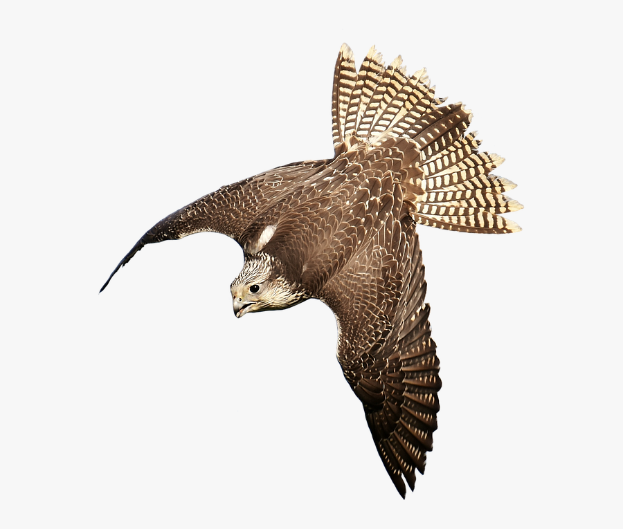 Download Free Falcon Birds Png Transparent Images Transparent - Bird Of Prey Transparent, Transparent Clipart