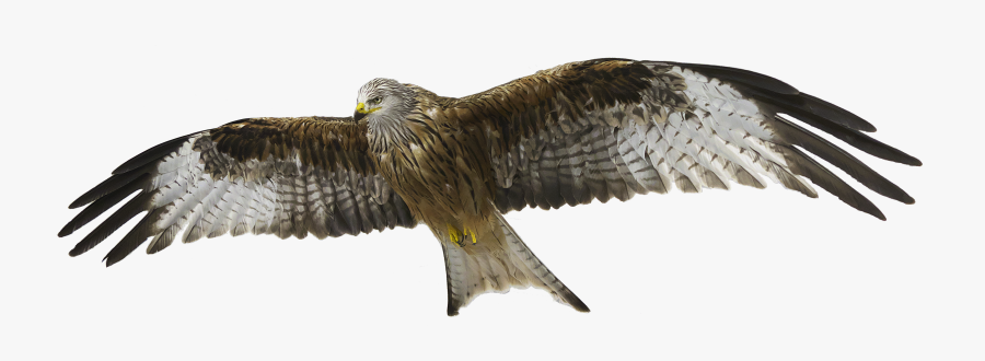 Transparent Giant Tortoise Clipart - Red Kite No Background, Transparent Clipart