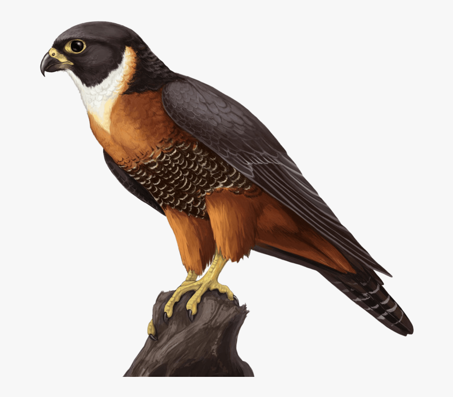 Orange Breasted Falcon Face, Transparent Clipart