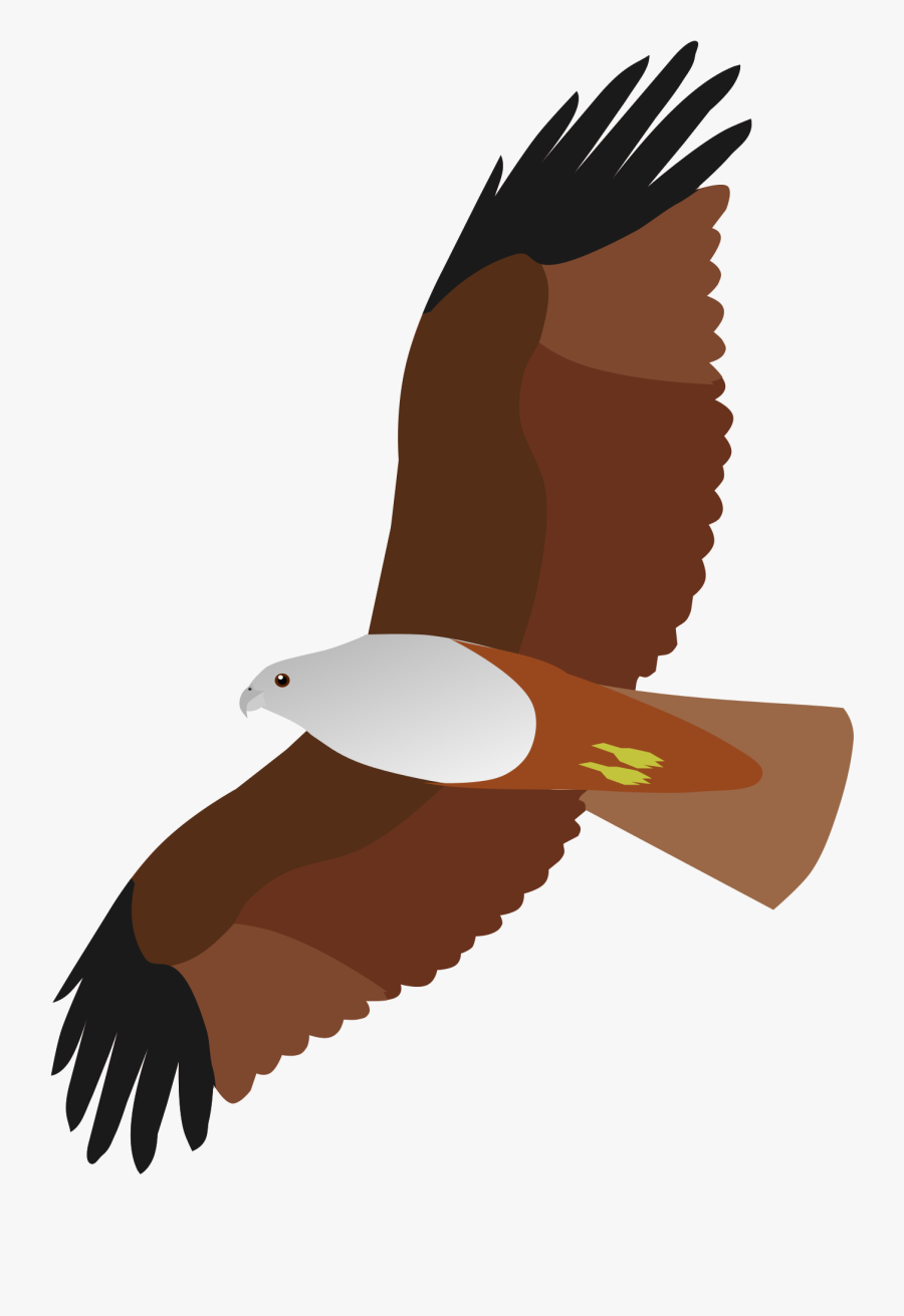 Brahminy Kite Vector, Transparent Clipart