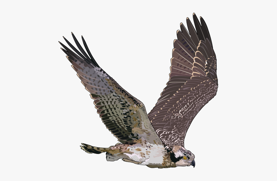 Balbuzard Pecheur - Falcon No Background, Transparent Clipart