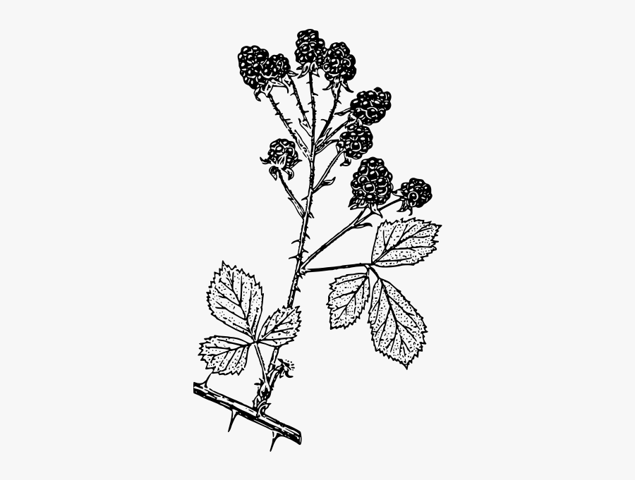 Symmetry,monochrome Photography,petal - Blackberry Drawing Png, Transparent Clipart
