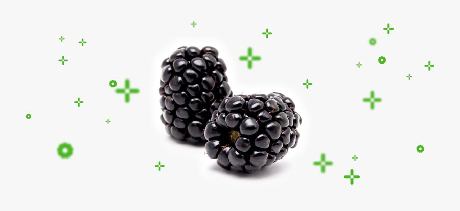 Clip Art Plus Berries Our Philosophy - Mora En Español Y Ingles, Transparent Clipart