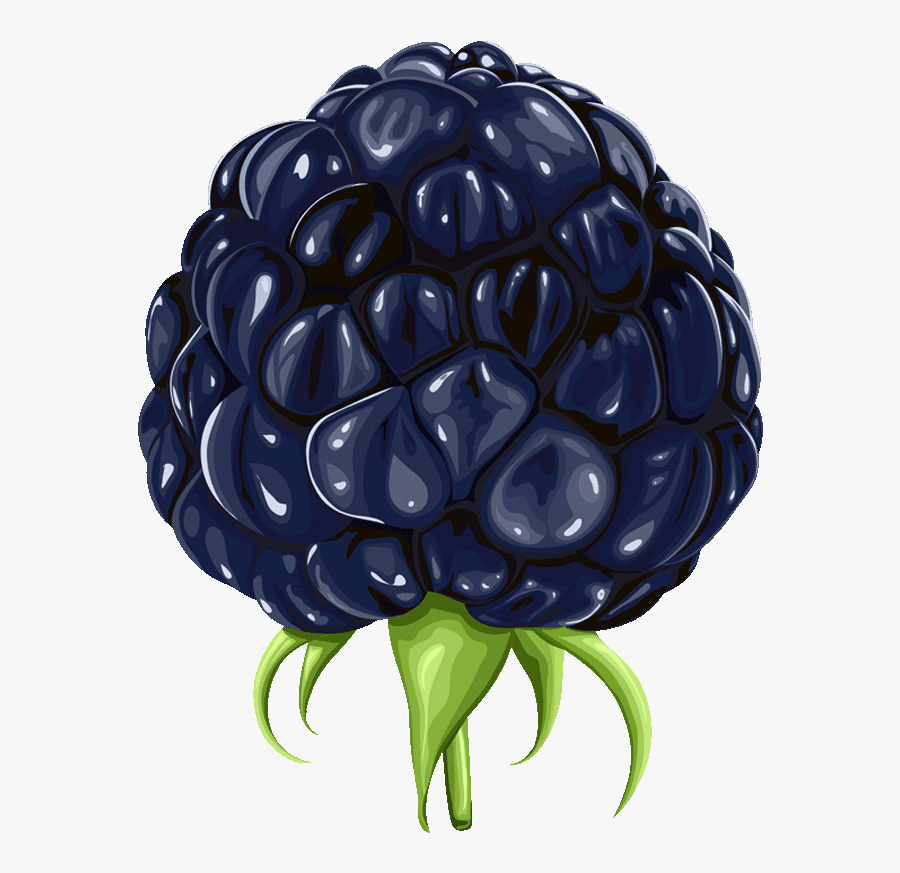 Clipart Buah Blackberry Gratis - Blackberry Fruit Clipart, Transparent Clipart