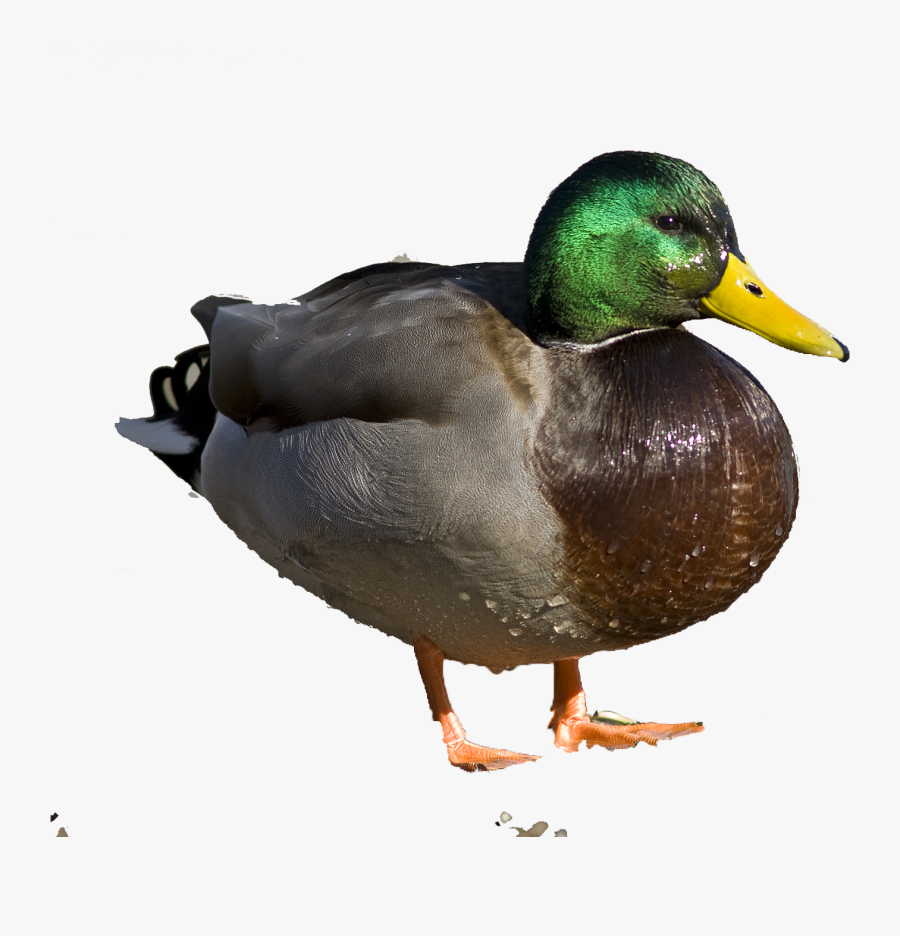 Ducks Clipart Wetland Animal - Find Pictures Of Dead Ducks, Transparent Clipart