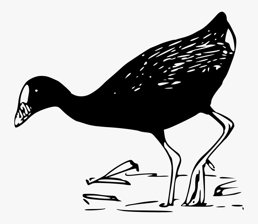 Purple Gallinule - Pato Blanco Y Negro Png, Transparent Clipart