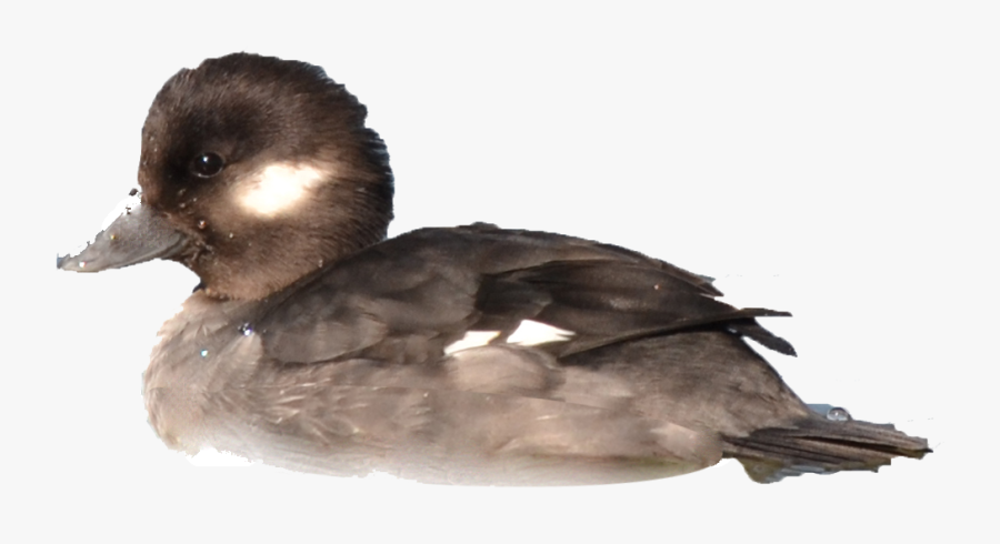 Wetlands Adaptations N En - Duck, Transparent Clipart