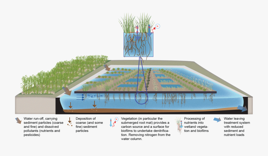 Floating Wetland Design, Transparent Clipart