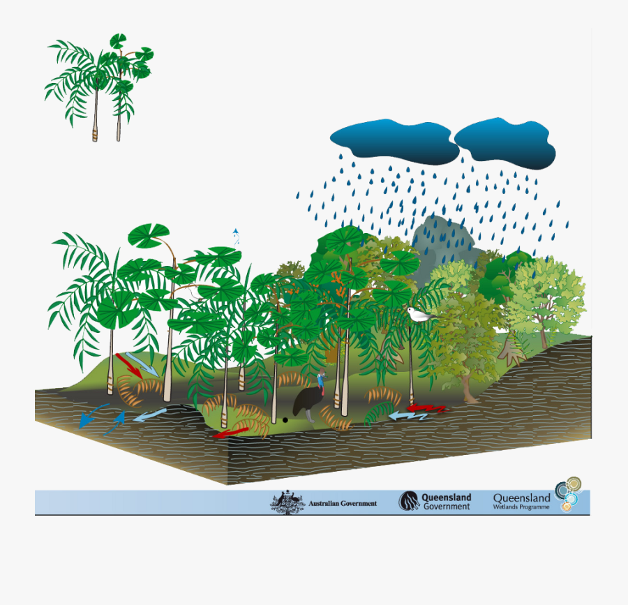 Clip Art Mangrove Swamp Biome - Model Of Natural Environment, Transparent Clipart