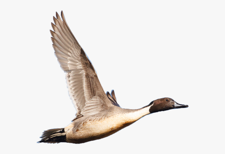 North American Wetlands Conservation Act - Wetland Bird Png, Transparent Clipart