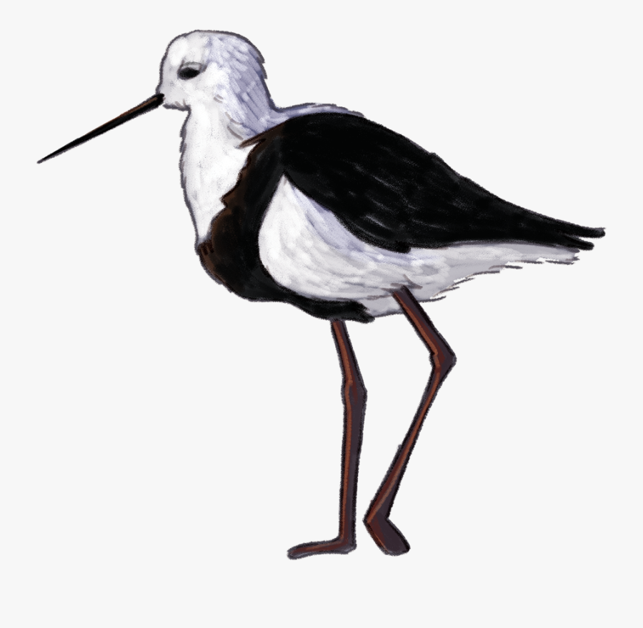 Banded-stilt - Wetland Bird Png, Transparent Clipart