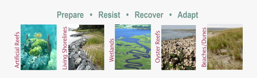 Prepare - Resist - Recover - Adapt - Grass, Transparent Clipart