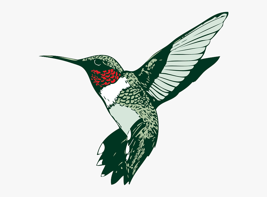 Humming Bird Clip Art, Transparent Clipart