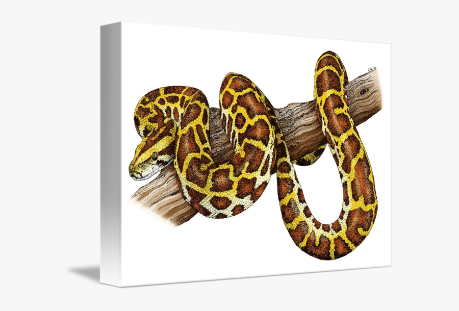 Drawn Snake Burmese Python - Burmese Python Black And White, Transparent Clipart