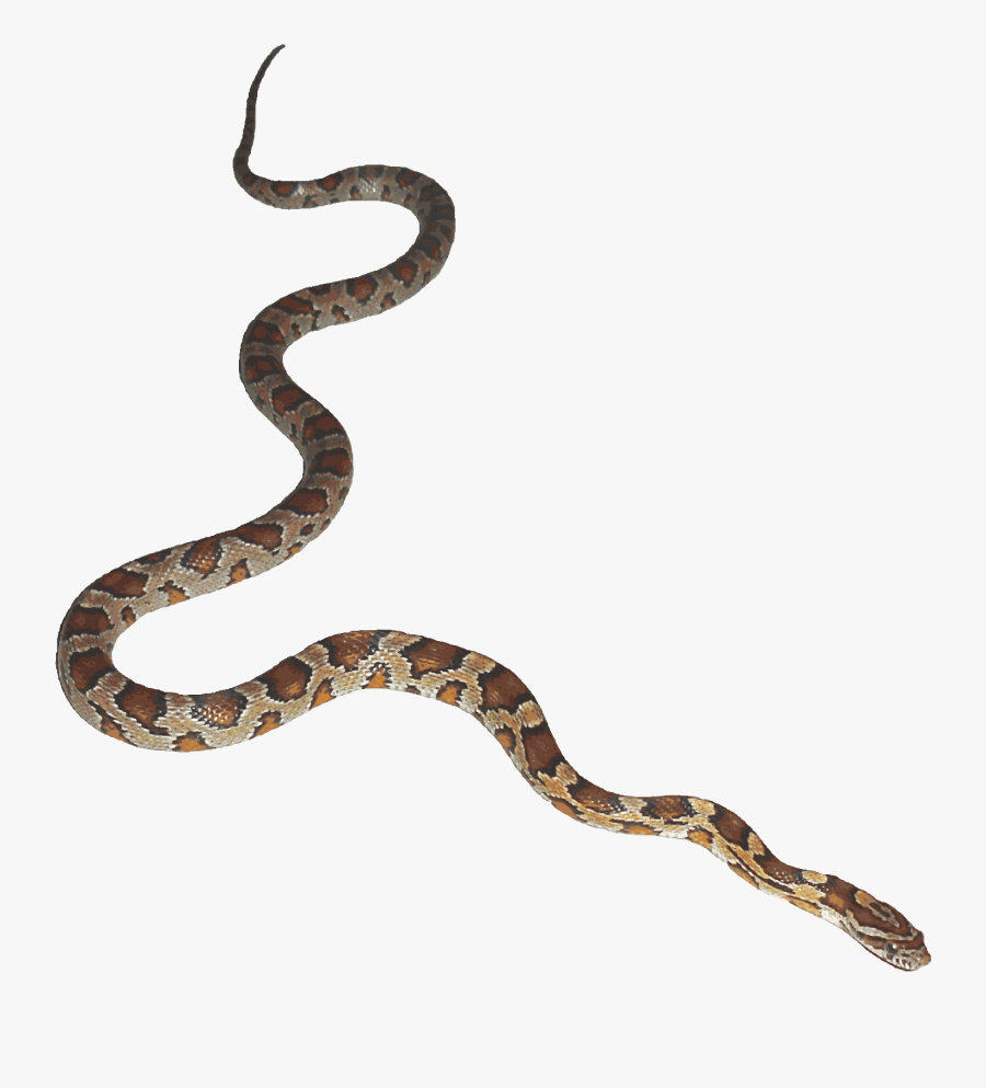 Snake Animation Desktop Wallpaper Clip Art - Snakes With Transparent Background, Transparent Clipart