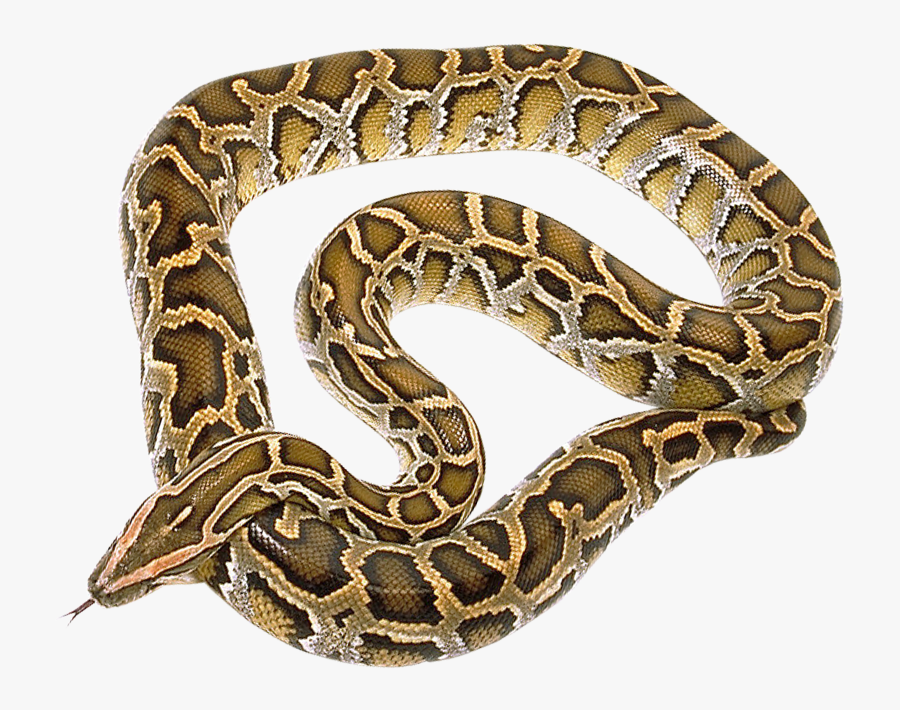 Transparent Snakes Clipart - King Cobra Python Snakes, Transparent Clipart
