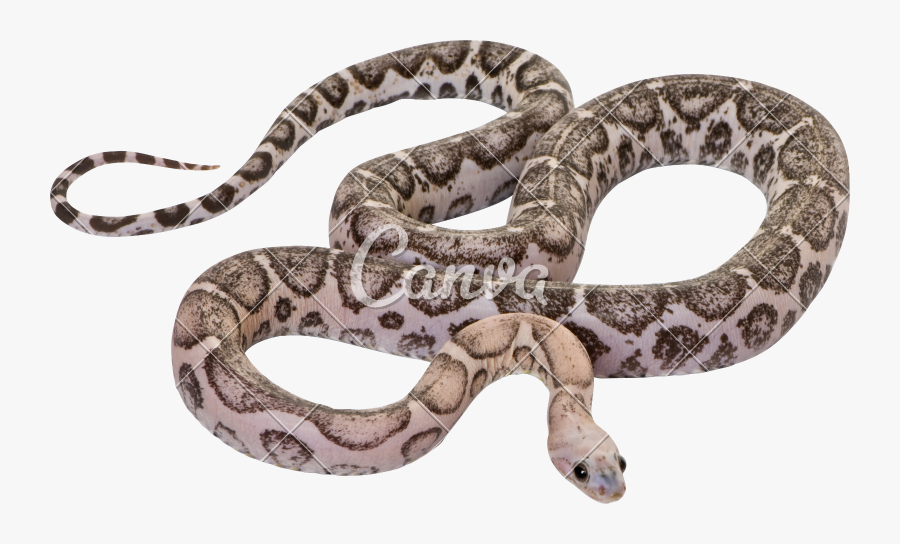 Clip Art Scaleless Or Red Rat, Transparent Clipart