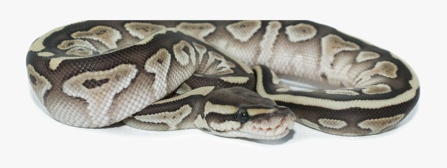 Transparent Ball Python Clipart - Serpent, Transparent Clipart