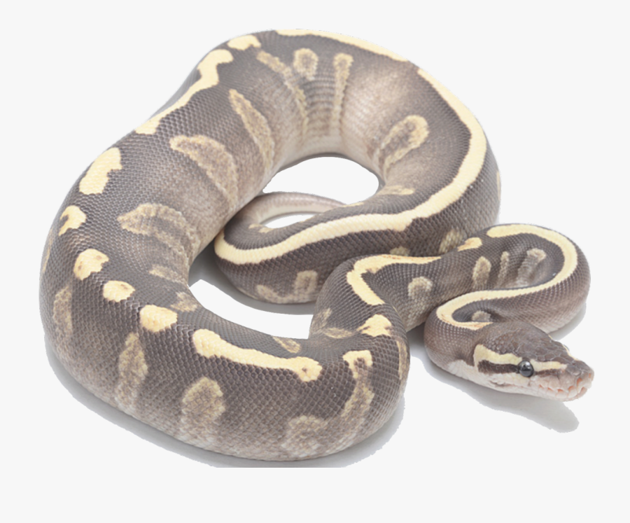 Ball Python Transparent , Free Transparent Clipart - ClipartKey